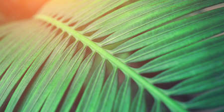 Background of green palm leaf. Close up.の写真素材