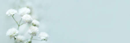 White flowers of the gypsophila. Gentle spring background. Soft focus.