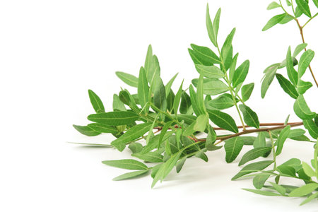 White background with a branch with green leaves. Front view, Copy space for text.の写真素材