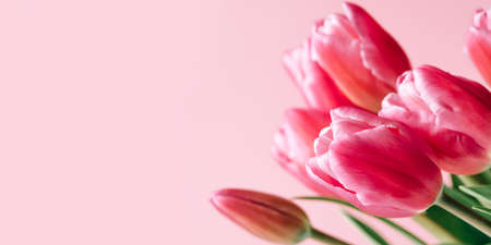 Fresh tulip flowers on a pink background. Bright spring background. Copy space for text.の写真素材
