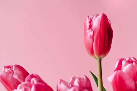 Fresh tulip flowers on a pink background. Bright spring background. Copy space for text.の写真素材