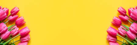 Fresh tulip flowers on a yellow background. Bright spring background. Copy space for text.