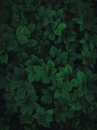 Texture of green leaves. Natural summer background. A snapshot of a mobile phone.の写真素材