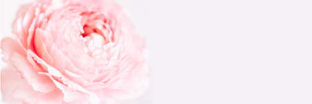 Floral background in pastel colors. A delicate pink ranunculus flower in soft focus.