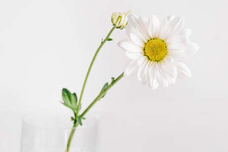 A delicate chamomile flower in soft focus on white background.の写真素材
