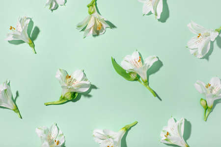 Fresh white flowers on a green background. Spring minimal concept.