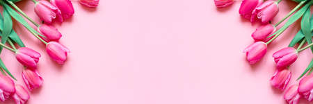 Fresh tulip flowers on a pink background. Bright spring background. Copy space for text.の写真素材