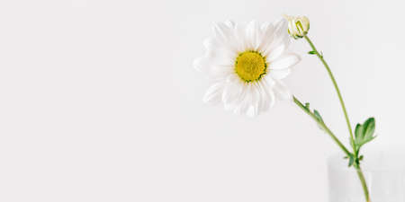 A delicate chamomile flower in soft focus on white background.の写真素材