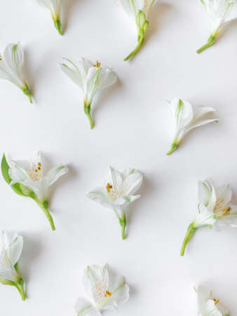 Fresh white flowers on a white background. Spring minimal concept. A snapshot of a mobile phone.の写真素材