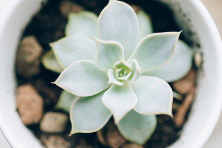 Succulent in white pot on the windowsill.の写真素材