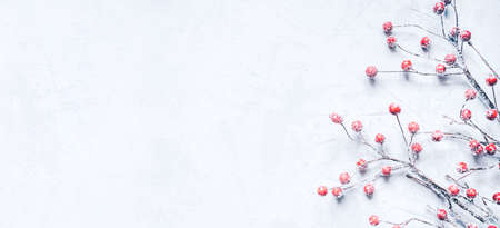 Christmas background of snow-covered branches with berries.の写真素材