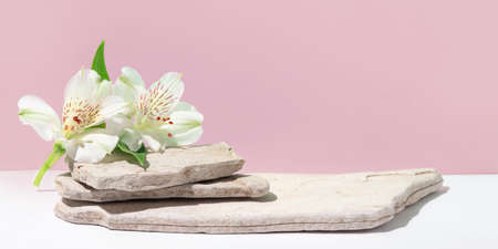 Background for cosmetic products of natural colors.の写真素材