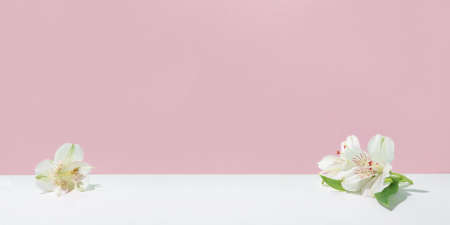 Natural light pink background with white flowers.の写真素材
