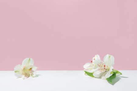 Natural light pink background with white flowers.の写真素材