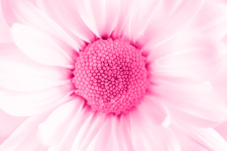 A delicate chamomile flower in soft focus.の写真素材