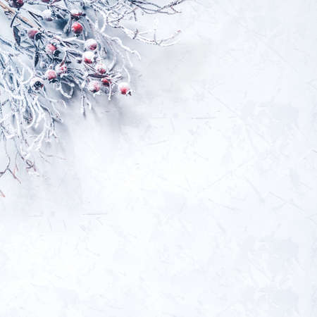 Christmas background of snow-covered branches with berries.の写真素材