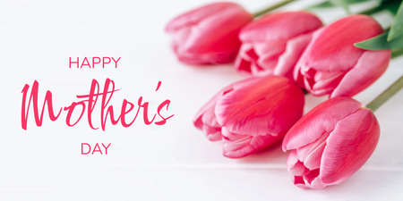Fresh tulip flowers on a white background.の写真素材