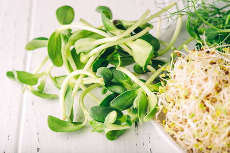 Sunflower microgreens on a white table.の写真素材