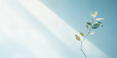 Light blue minimalistic background with a tree branch. Bright sunlight.の素材