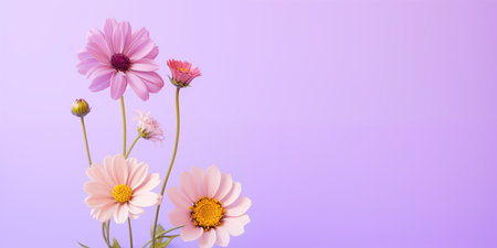 Beautiful flowers on lilac background. Banner with place for text.の素材