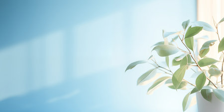 Light blue minimalistic background with a green plant. Bright sunlight.の素材