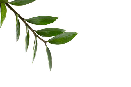 A fresh green branch isolated on a white background.の写真素材