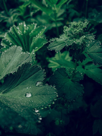 Dew drops on the leavesの写真素材