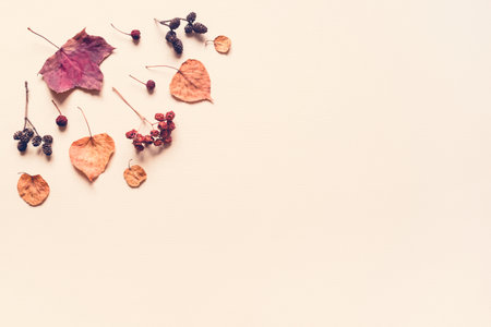 Autumn pastel background made of leaves, berries and cones.の写真素材