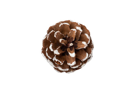 One snow-covered pine cone isolated on a white backgroundの写真素材
