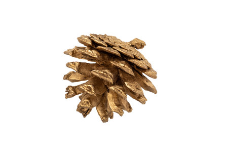 One golden pine cone isolated on a white backgroundの写真素材