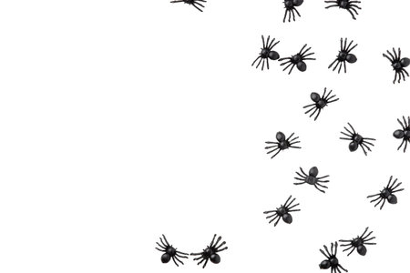 Black spiders isolated on a white background. A design element for celebrating Halloweenの写真素材