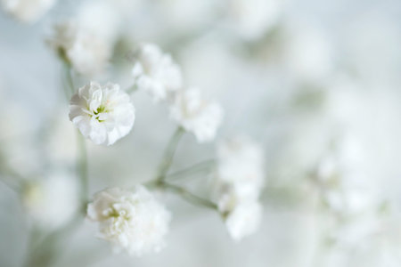 White flowers of the gypsophila. Gentle spring background. Soft focus.