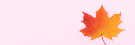 Bright orange autumn maple leaf on pink backgroundの写真素材