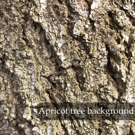 Wood texture. Apricot tree background. Vector illustrationのイラスト素材