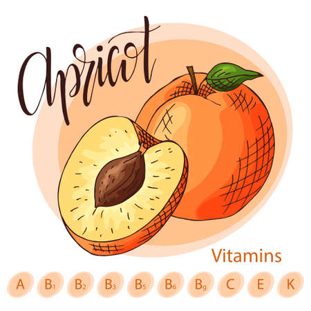 Hand drawn fruit illustration.のイラスト素材