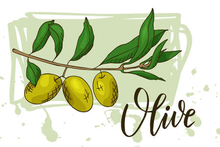 Food design with vegetable. Hand drawn sketch of olive. Organic fresh product for card or poster design for market. Colorful vector illustrationのイラスト素材