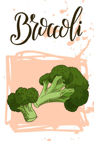 Vegetable food banner. Broccoli sketch. Organic food poster. Vector illustrationのイラスト素材