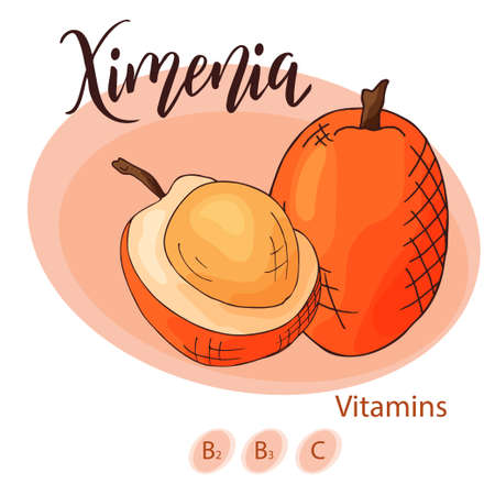 Hand drawn fruit illustration. Sweet ximenia element. Vector sketch for card or posterのイラスト素材
