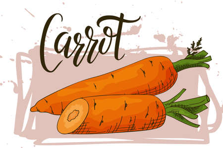 Colorful sketch vegetable. Healthy food poster. Farmers market design with carrot. Vector illustrationのイラスト素材