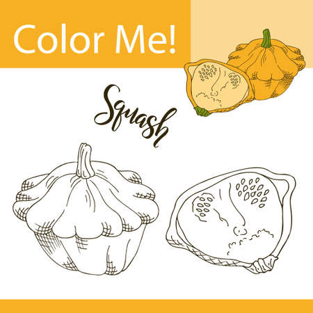 Education coloring page with vegetable. Hand drawn vector illustration of squashのイラスト素材