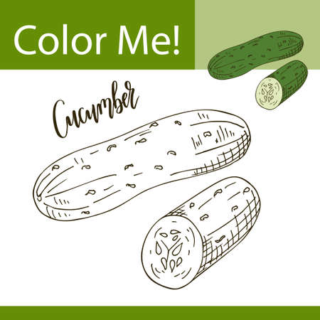 Coloring book or page of vegetable. Vector illustration with hand drawn cucumber.のイラスト素材