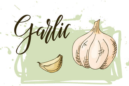 Hand drawn vegetarian illustration. Isotaled garlic element. Vector sketch for card or posterのイラスト素材