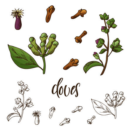 Hand drawn Cloves herb. Decorative element in sketch style. Vector illustration.のイラスト素材