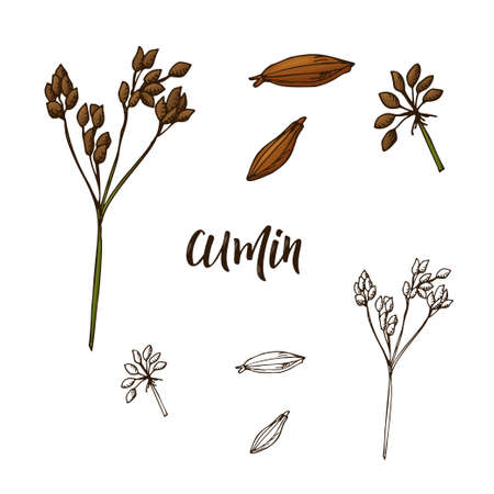 Hand drawn Cumin herb. Decorative element in sketch style. Vector illustration.のイラスト素材