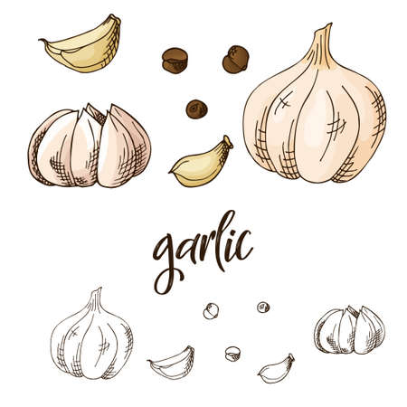 Detailed retro image of garlic. Ink sketch isolated on white background. Herb spice. Vector illustrationの写真素材