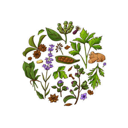 Hand drawn herbs and spices. Decorative background with sketch elements. Vector illustration.のイラスト素材