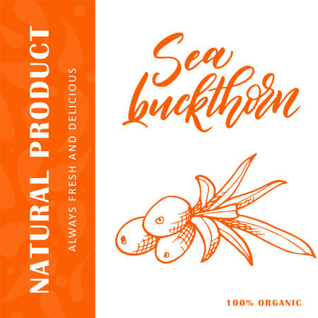 Vector fruit element of sea buckthorn. Hand drawn icon with lettering. Food illustration for cafe, market, menu designのイラスト素材