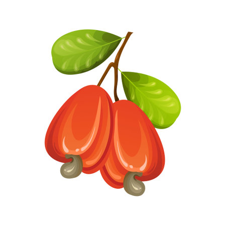 Red cashew nut. Unripe and ripe exotic yellow fruit with green leaves. Cartoon vector illustrationのイラスト素材