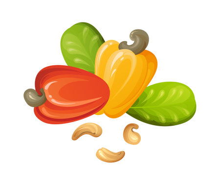 Red cashew nut. Unripe and ripe exotic yellow fruit with green leaves. Cartoon vector illustrationのイラスト素材
