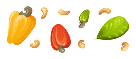 Red cashew nut. Unripe and ripe exotic yellow fruit with green leaves. Cartoon vector illustrationのイラスト素材